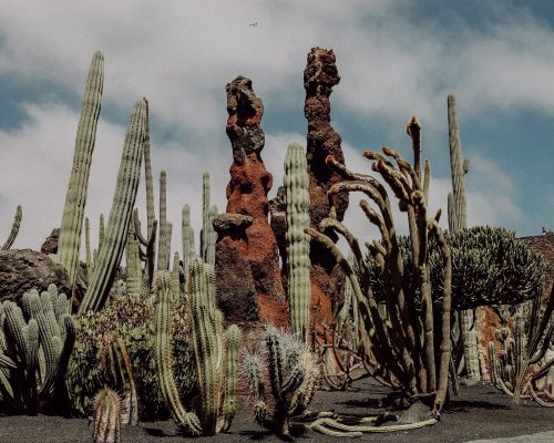 cacti-4904744_1920