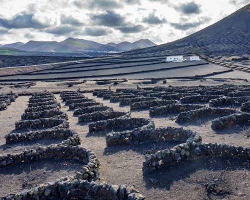 wine-growing-8045455_1920 (1)